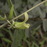 <i>Macrotyloma uniflorum</i>  (Lam.) Verdc.